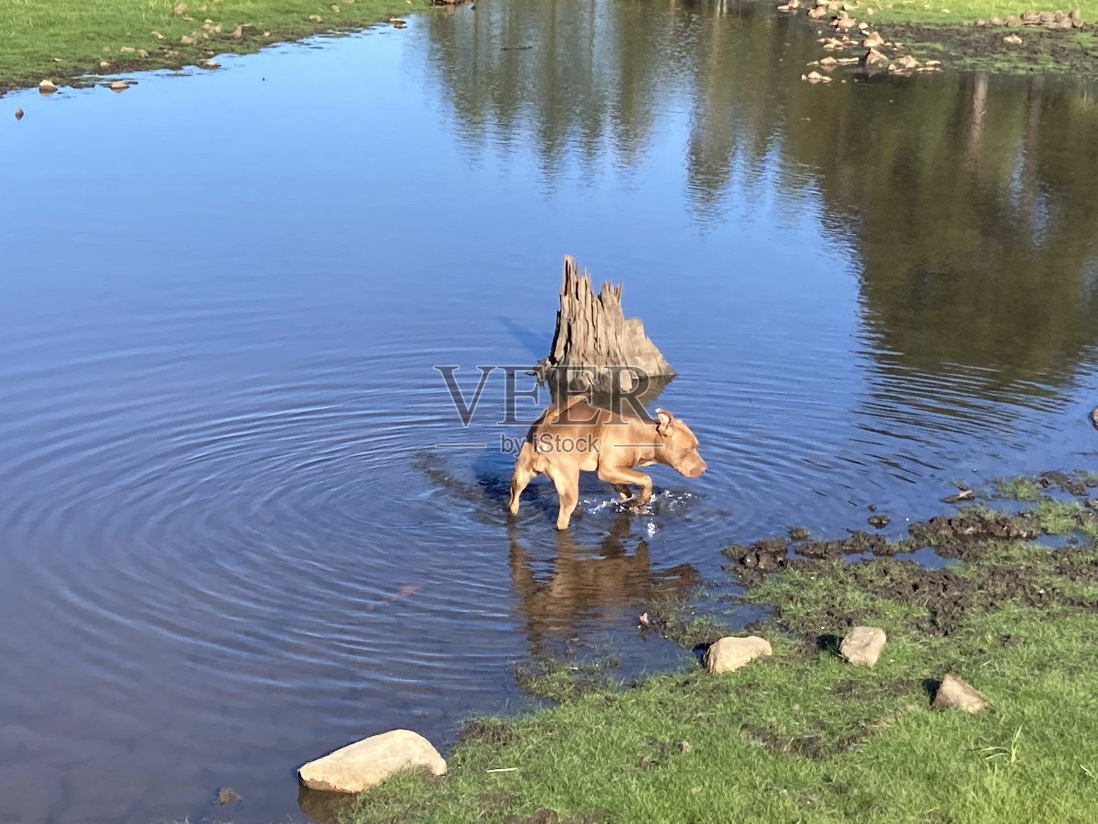 动物照片摄影图片