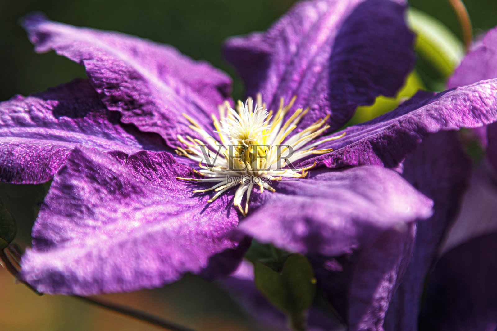 紫色铁线莲花头。特写宏照片摄影图片