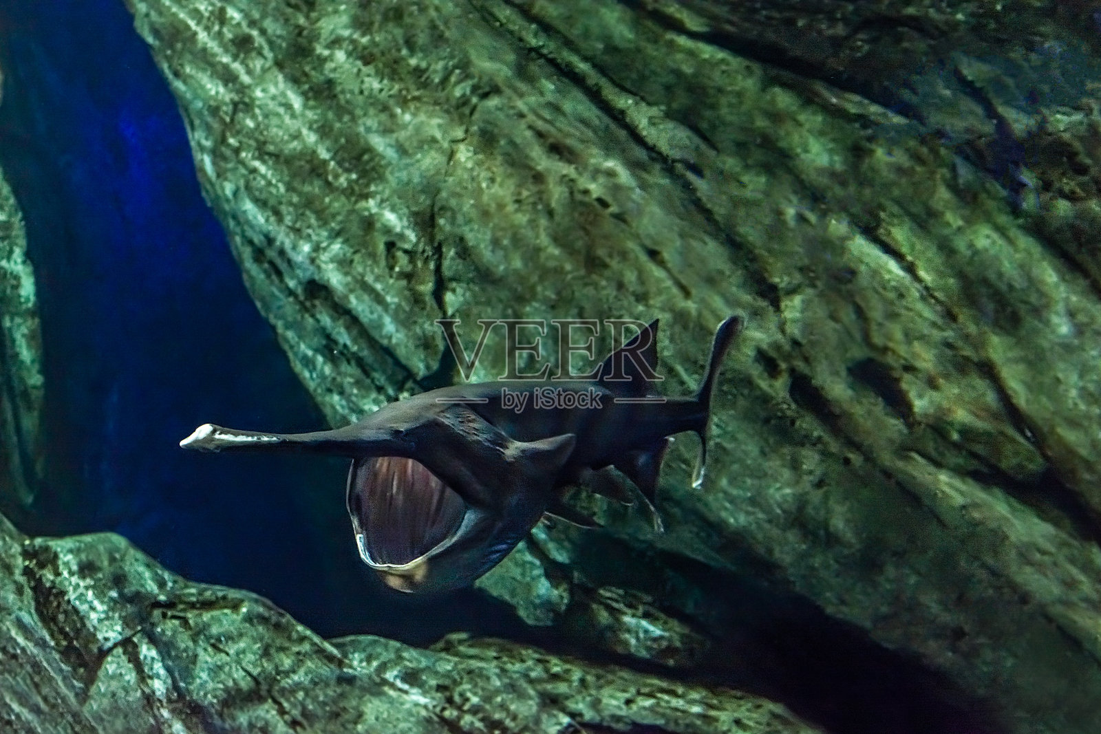 白鲟照片摄影图片