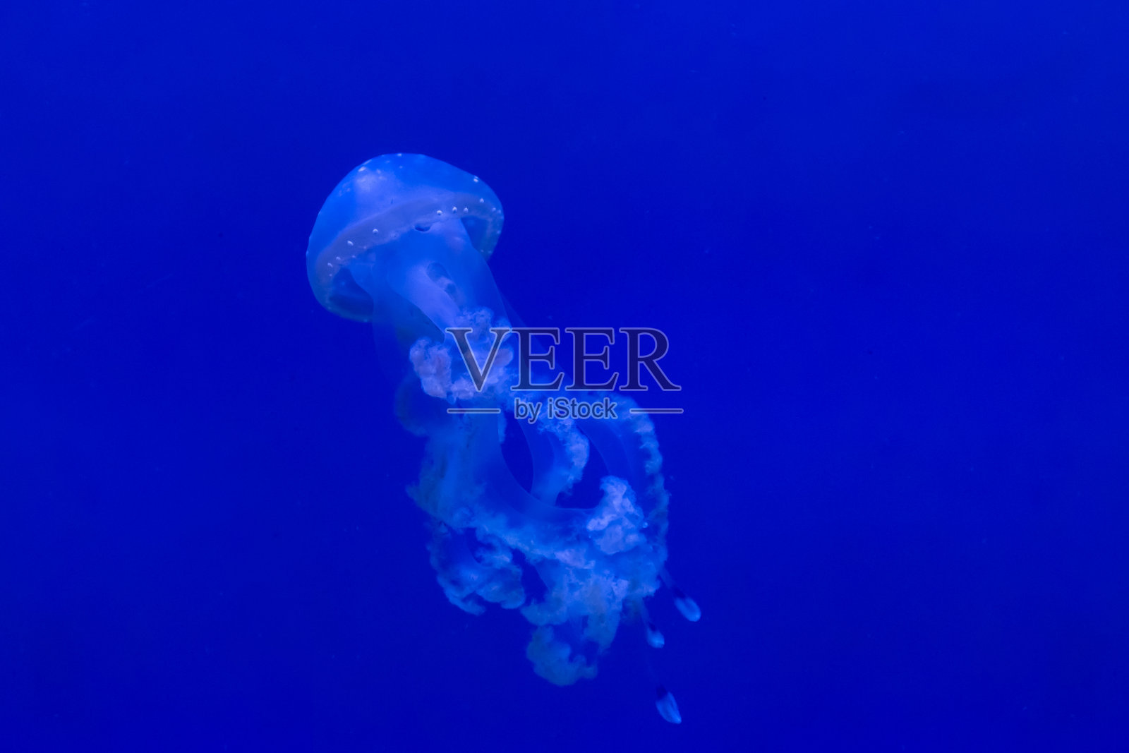 水母照片摄影图片