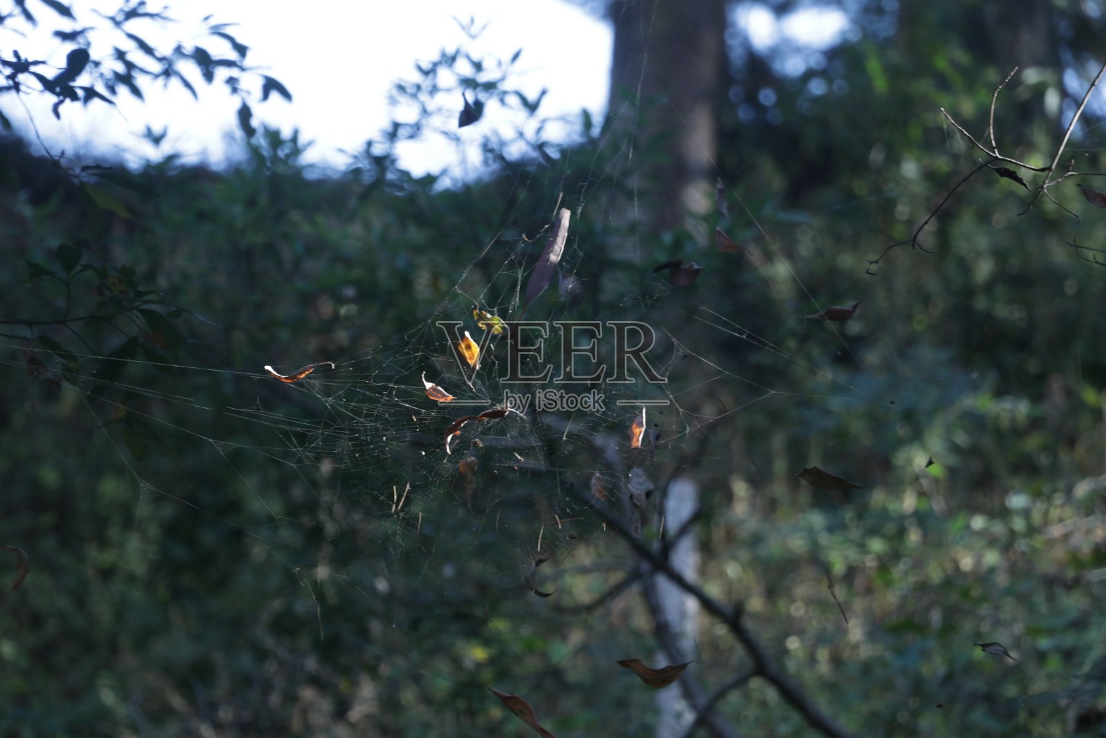 雨季森林里的蜘蛛网照片摄影图片