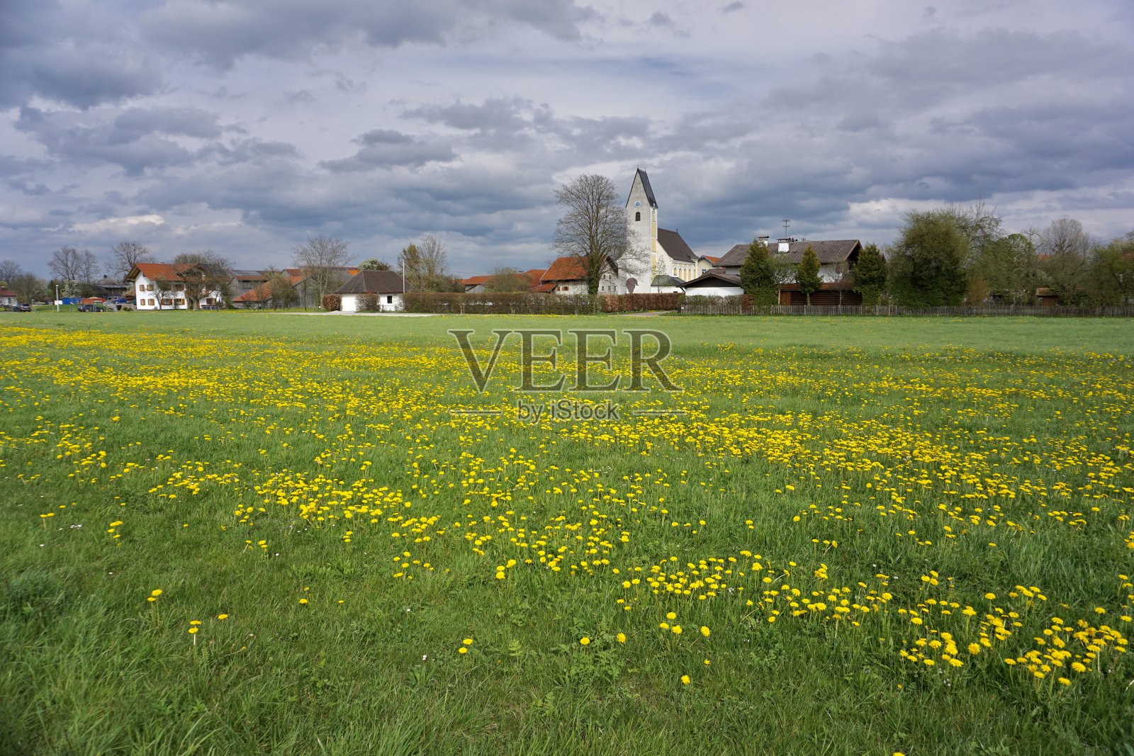 蒲公英的春天草地。长满黄色蒲公英的空地。一片黄花盛开的空地,衬着乌云密布的天空。照片摄影图片