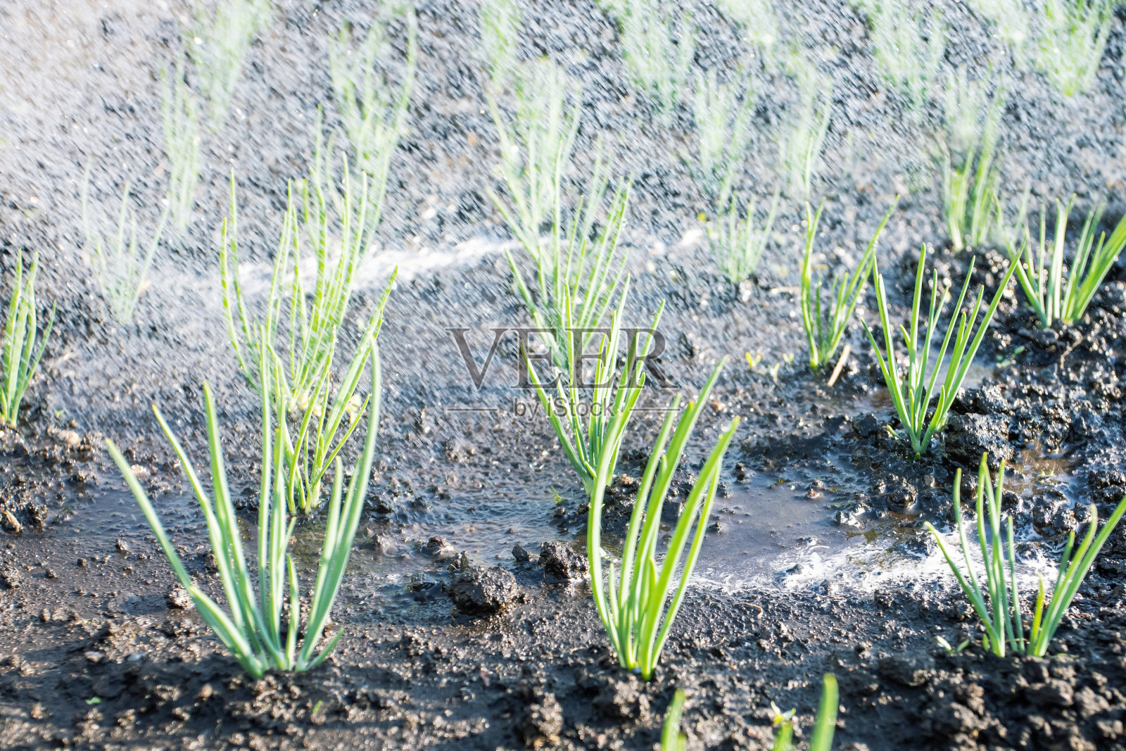 给洋葱种植园浇水。种植葱田。农业理念,植物生长。有选择性的重点。照片摄影图片