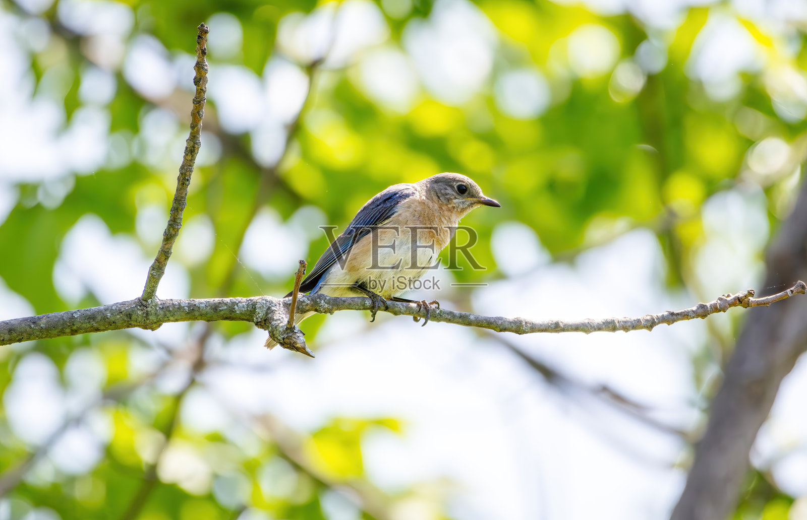 观鸟远足照片摄影图片