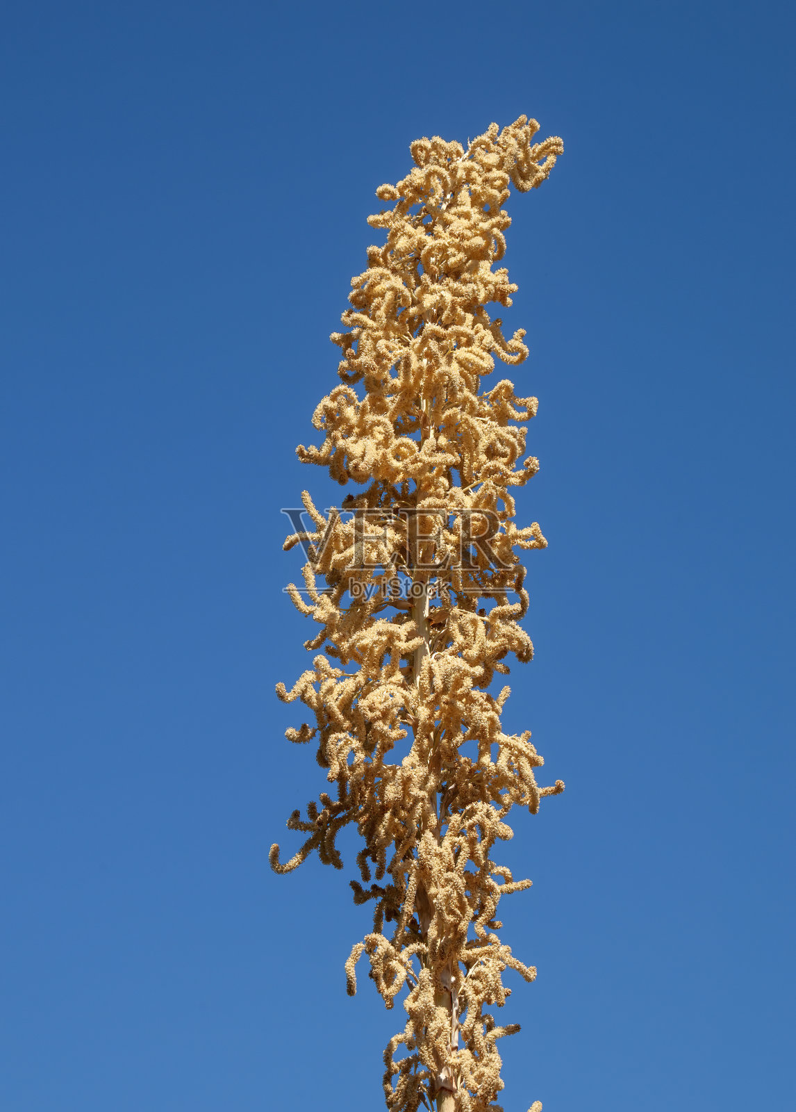 蔚蓝的天空映衬着鸢尾花的花茎照片摄影图片