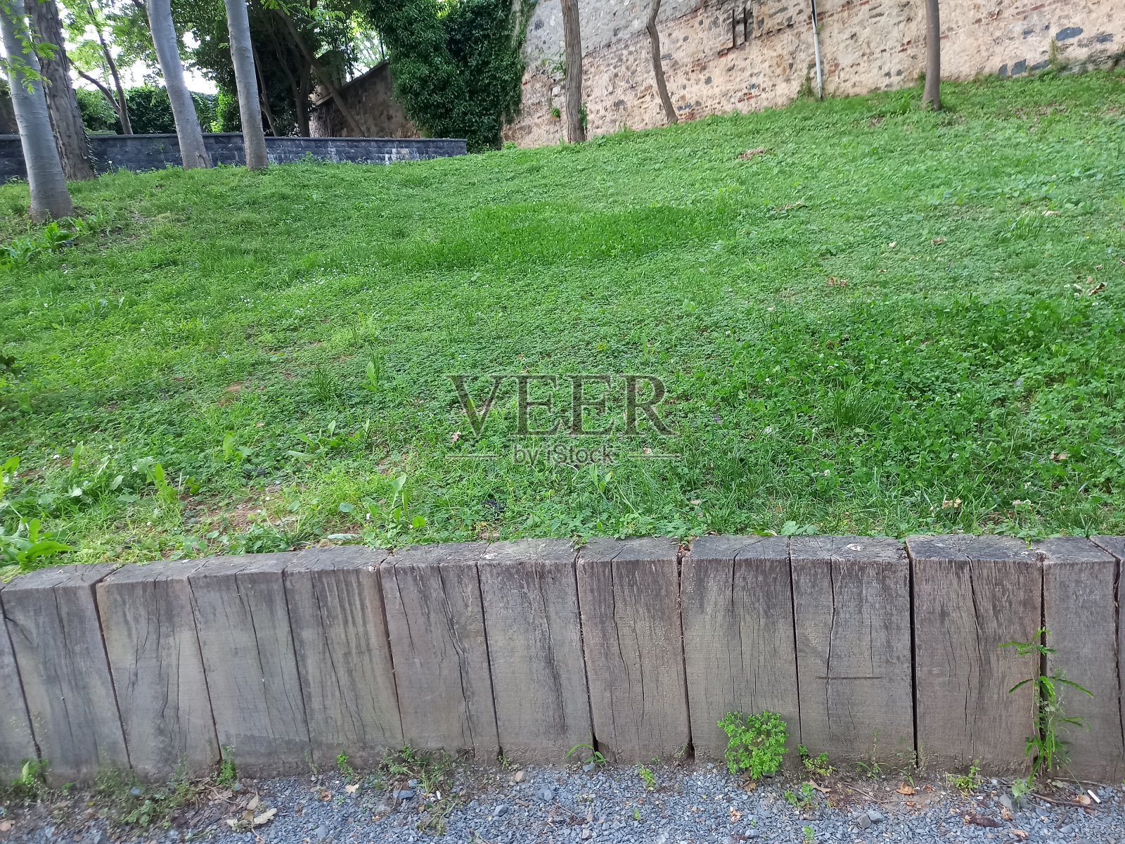 Doga ciman ağaç havadar照片摄影图片