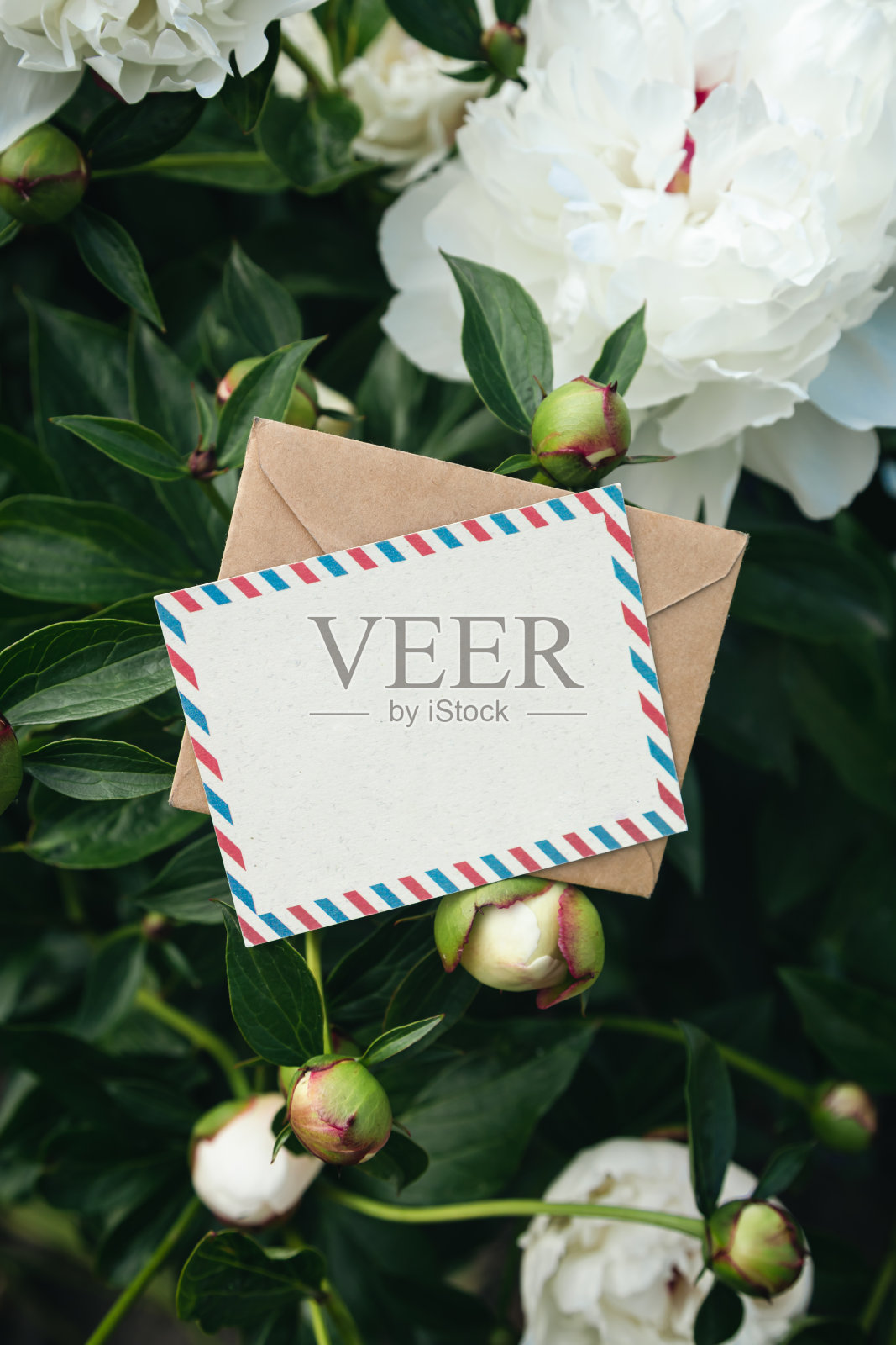 空白贺卡和信封以牡丹花丛为背景,留白。照片摄影图片