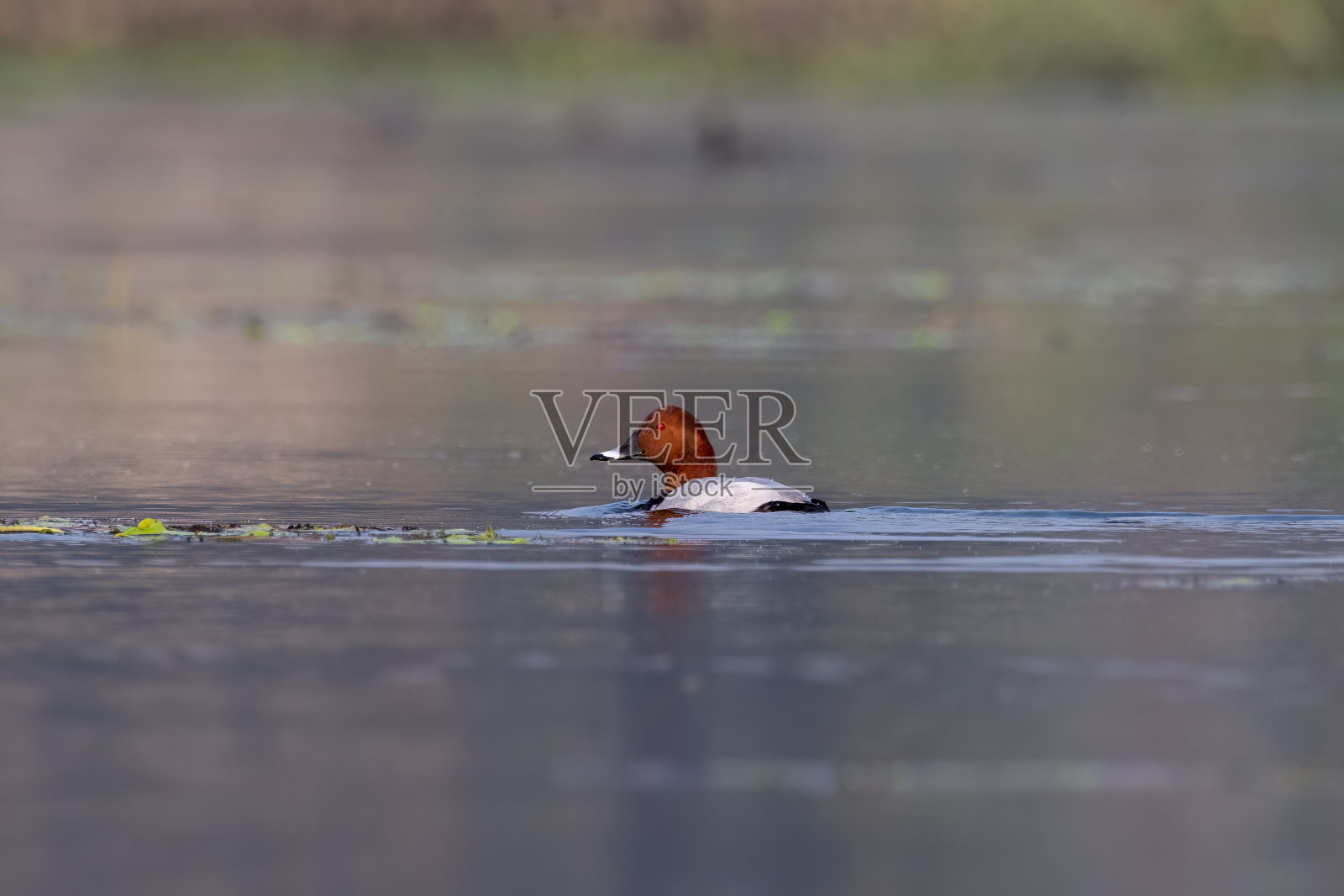 在印度西孟加拉邦加约尔达巴观察到的普通潜鸭照片摄影图片