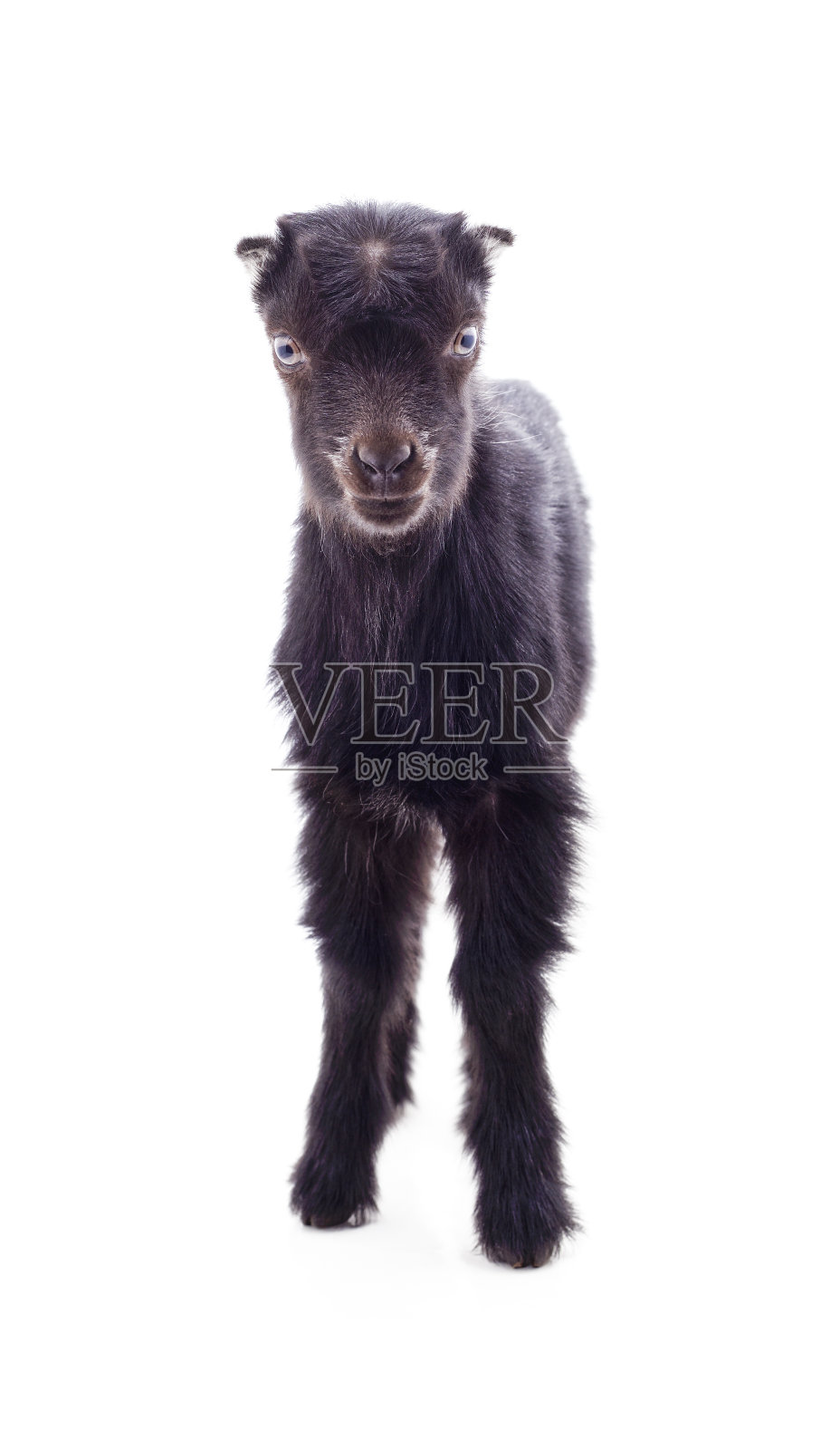 一只黑色的小山羊。照片摄影图片