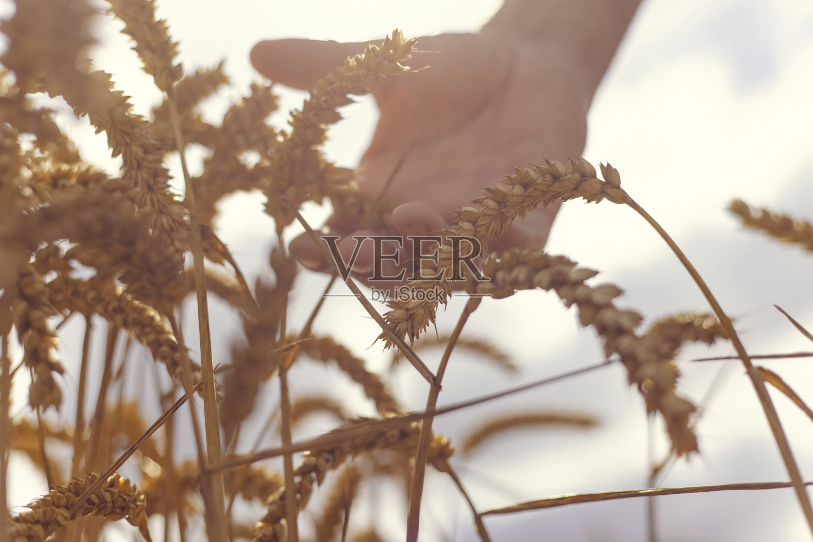 手摸着麦田里的小麦照片摄影图片