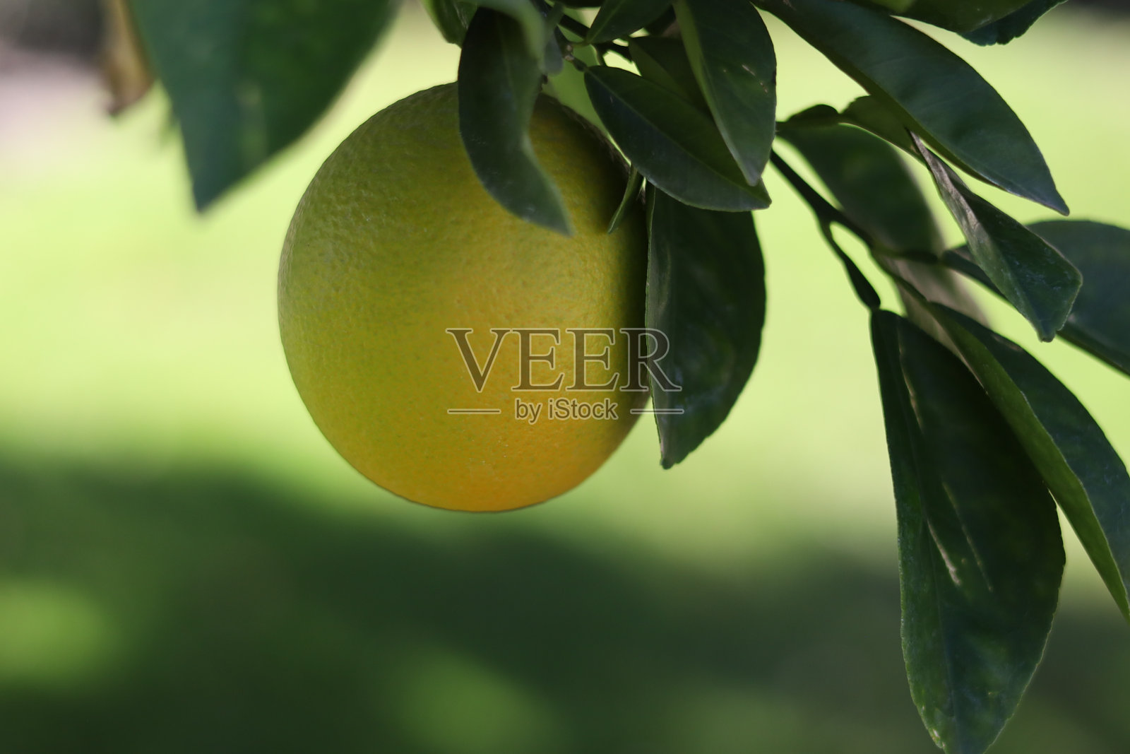 葡萄柚照片摄影图片