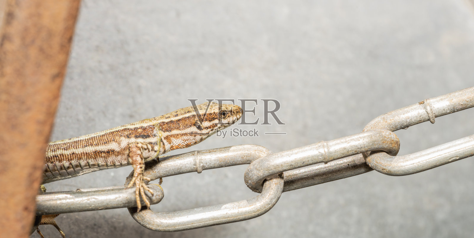 拴着链子的森林蜥蜴照片摄影图片