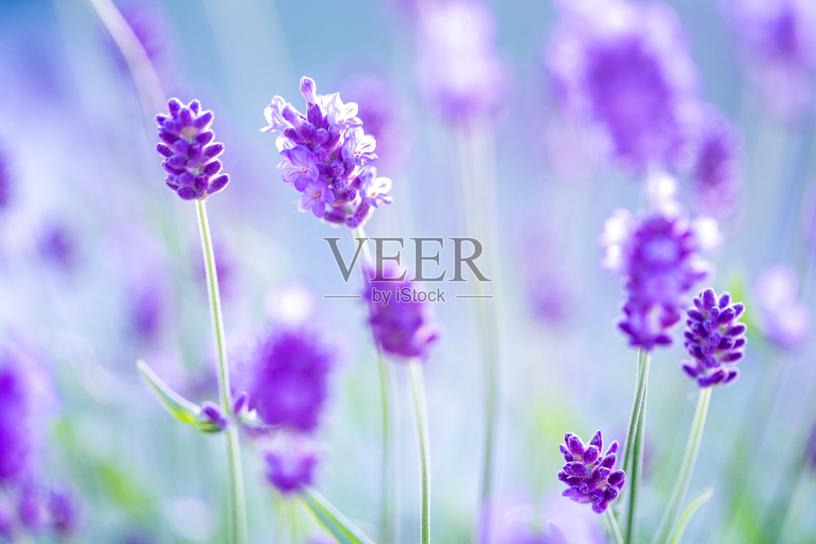 浅景深的盛开薰衣草丛特写。照片摄影图片