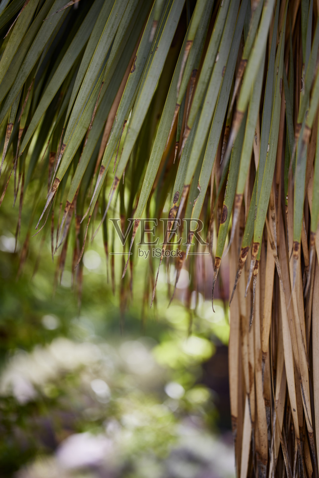 棕榈树上的皱纹特写照片摄影图片