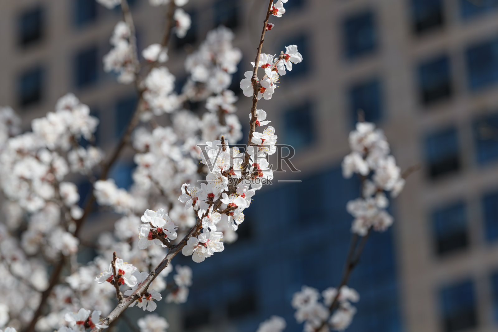 春天的樱花照片摄影图片