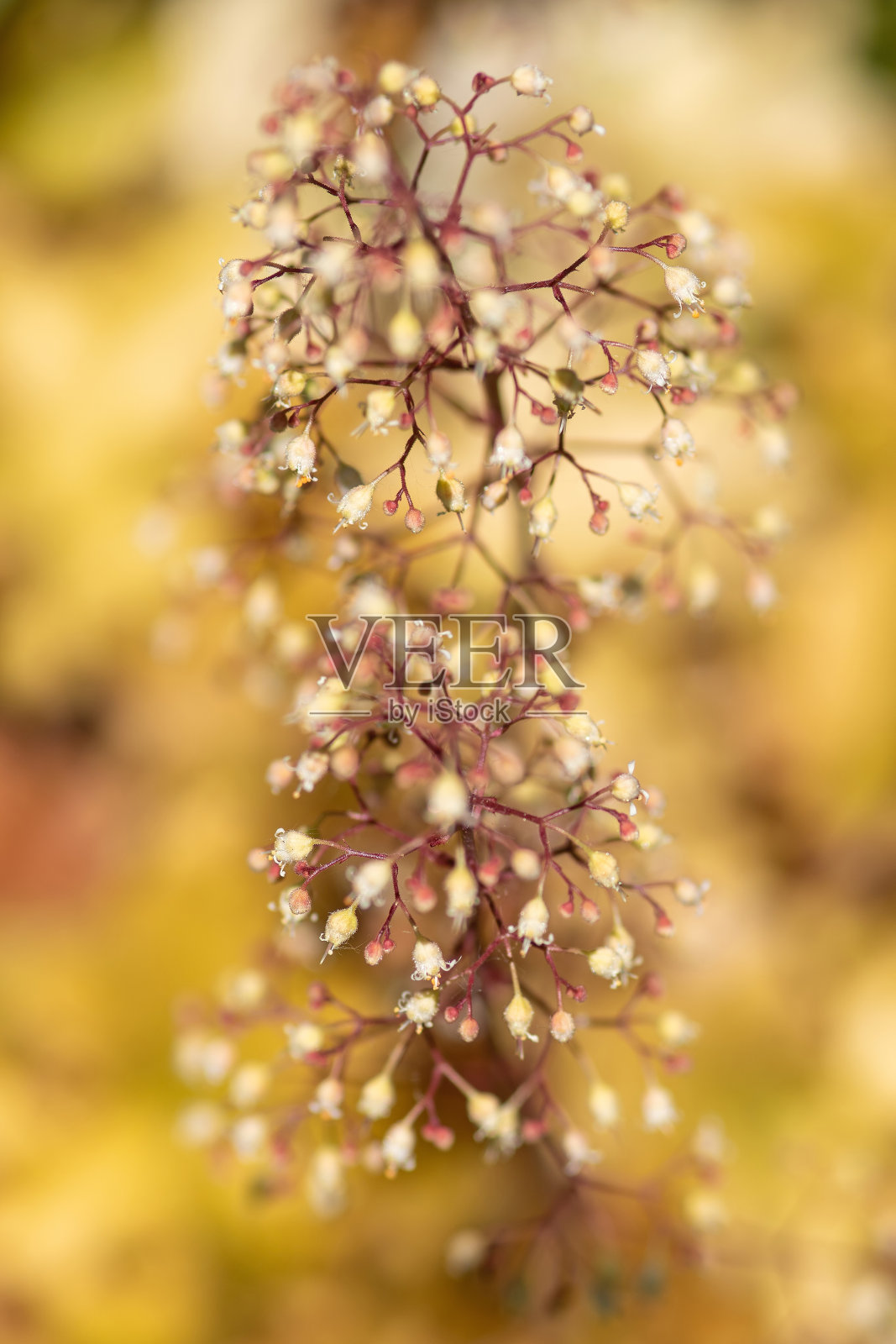 Heuchera“焦糖”照片摄影图片