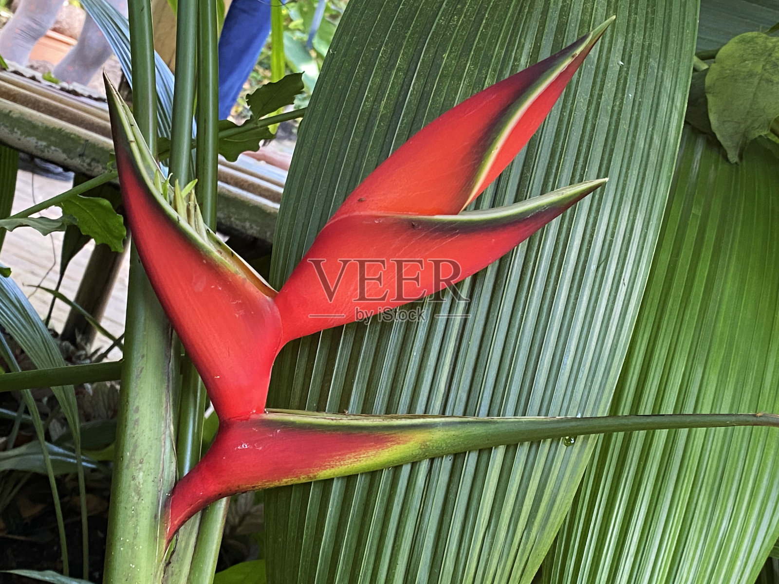 大龙虾爪,红帕鲁,巴利斯,澳门花,野生大蕉,夏拉克罗特,龙虾爪,摩丹蟹,澳门花,火鸟,野生香蕉,杂种大蕉照片摄影图片