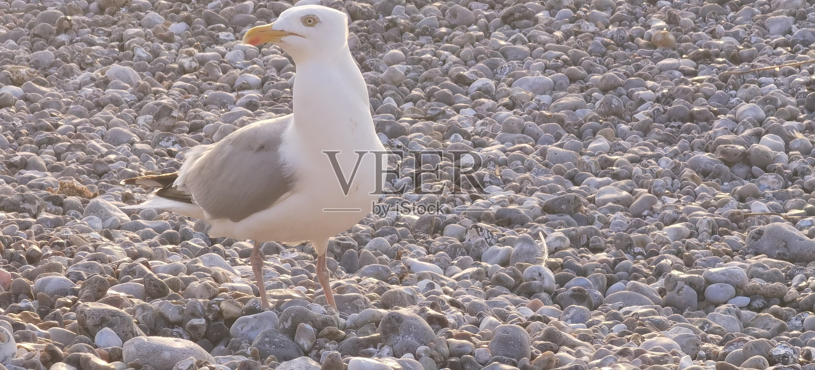 一只鸟在海上照片摄影图片