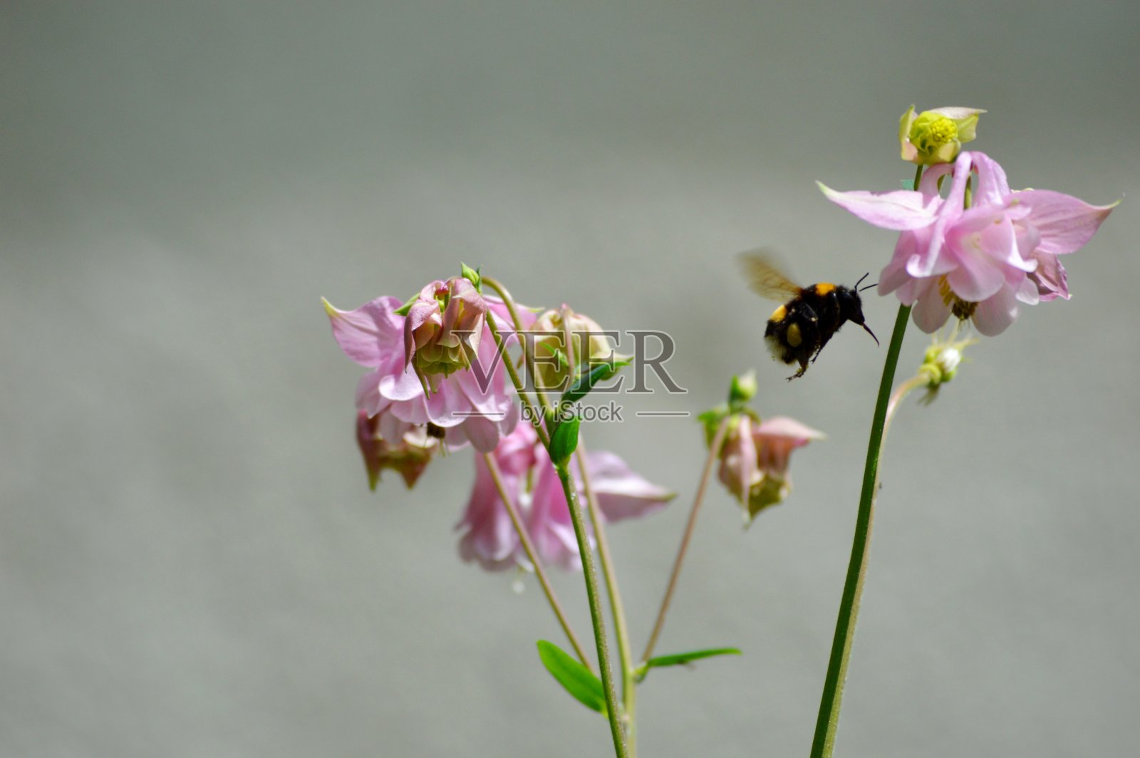 一只大丛大黄蜂和一朵粉红色的花照片摄影图片