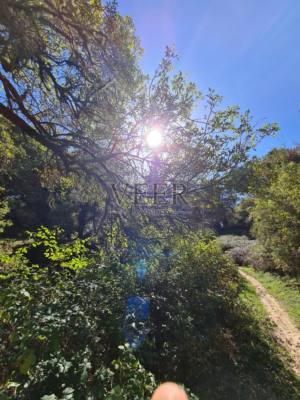 意大利南部地中海猕猴的矮灌木丛照片摄影图片