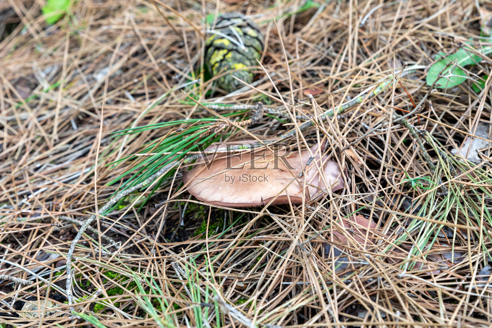 以色列北部萨费德市附近针叶林中草和针叶层中的可食用蘑菇照片摄影图片