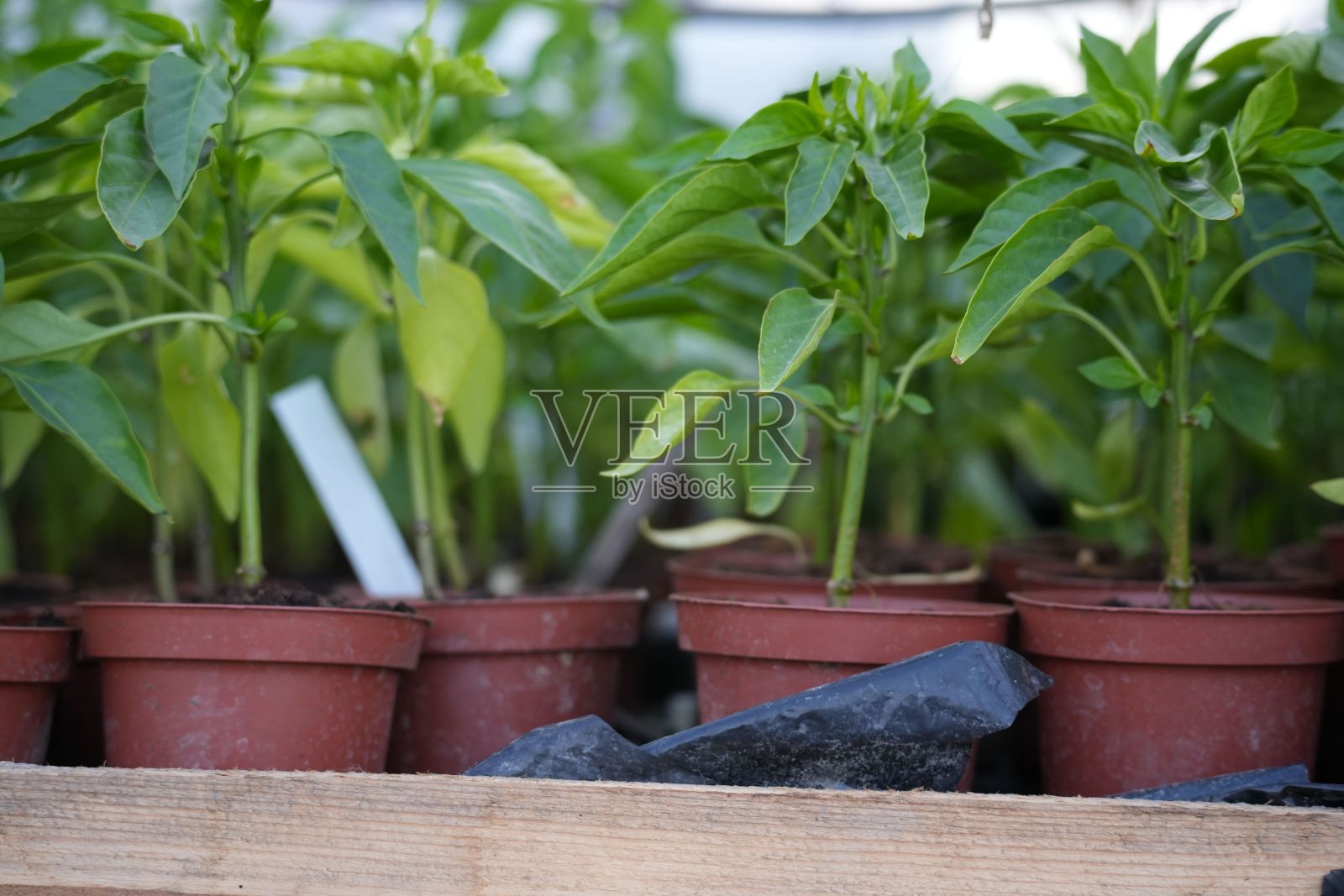 木架子上的绿色盆栽照片摄影图片