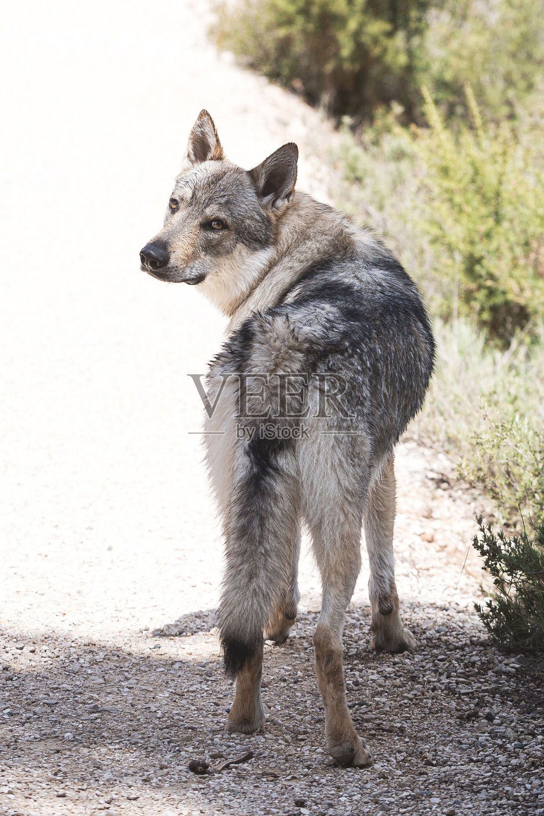 可爱可爱的捷克斯洛伐克狼狗狗在公园里享受天气照片摄影图片