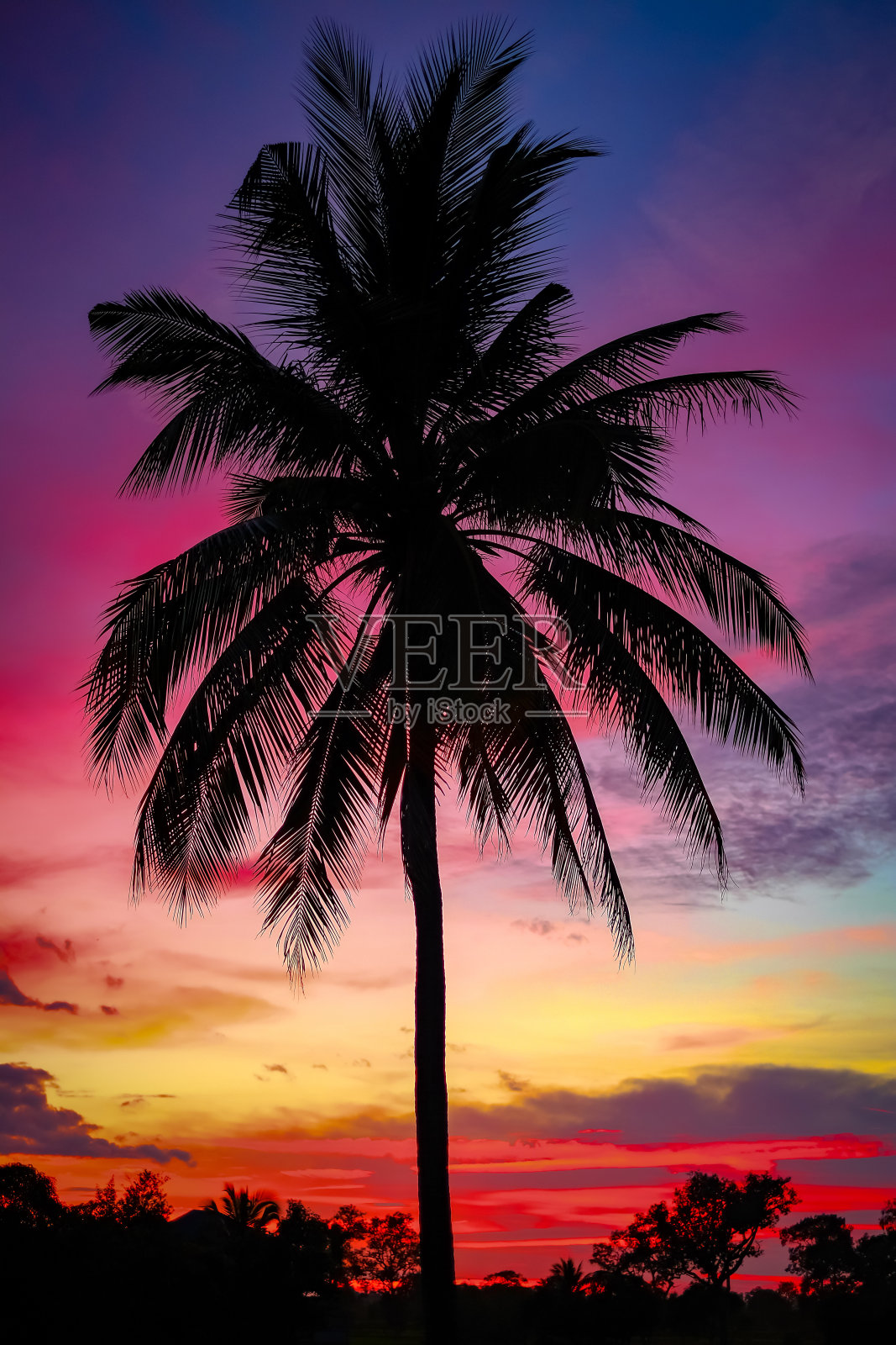 椰子树寂静无声照片摄影图片