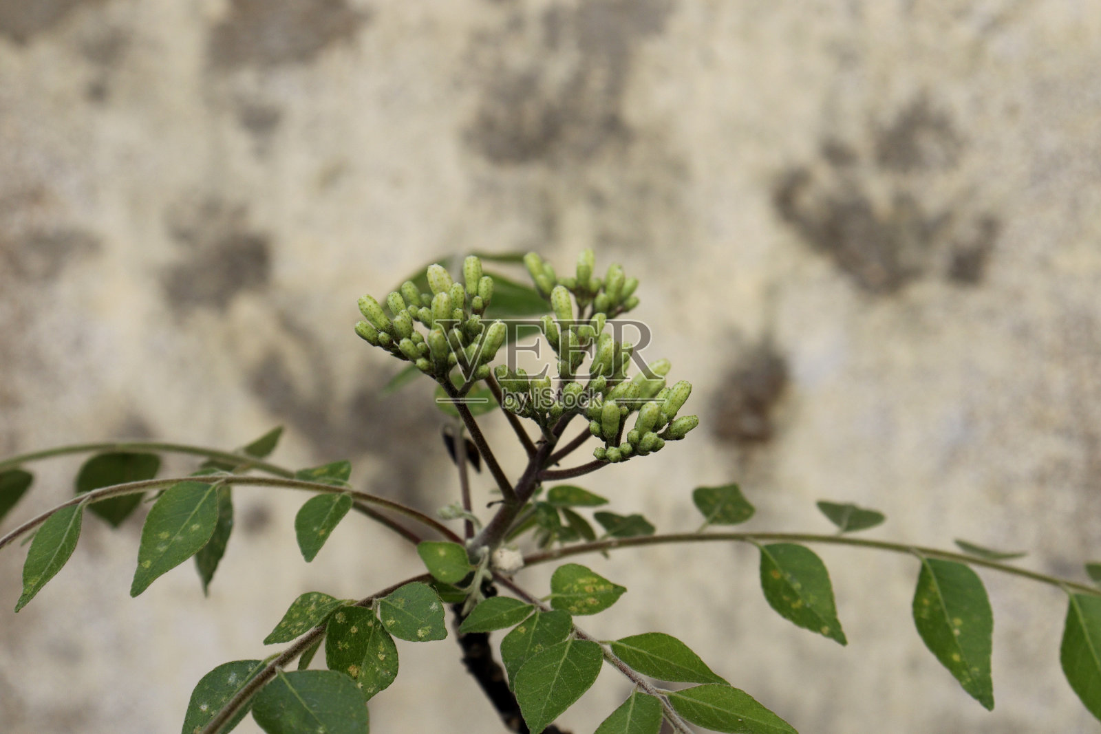 咖喱叶花云杉叶花。背景模糊照片摄影图片