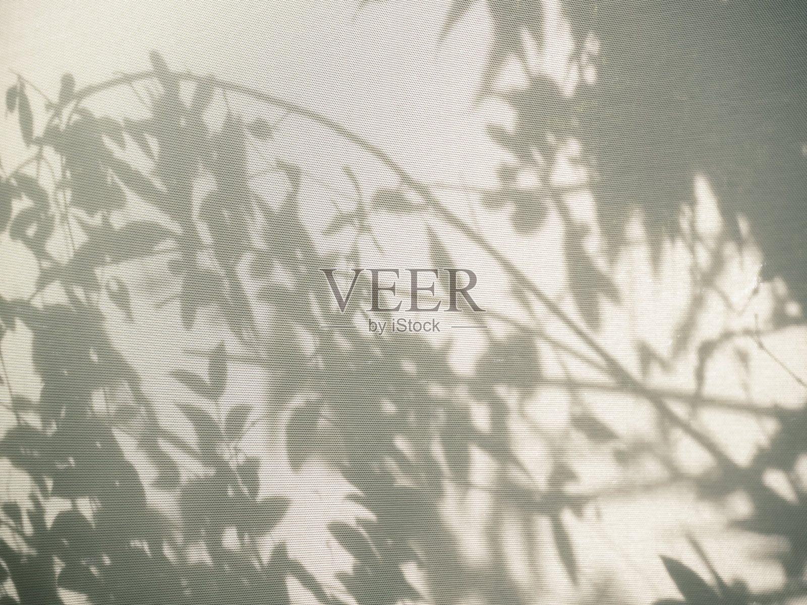 白色墙壁上的树叶阴影自然抽象背景照片摄影图片