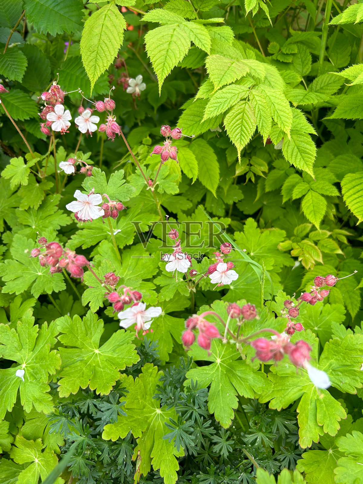 天竺葵照片摄影图片