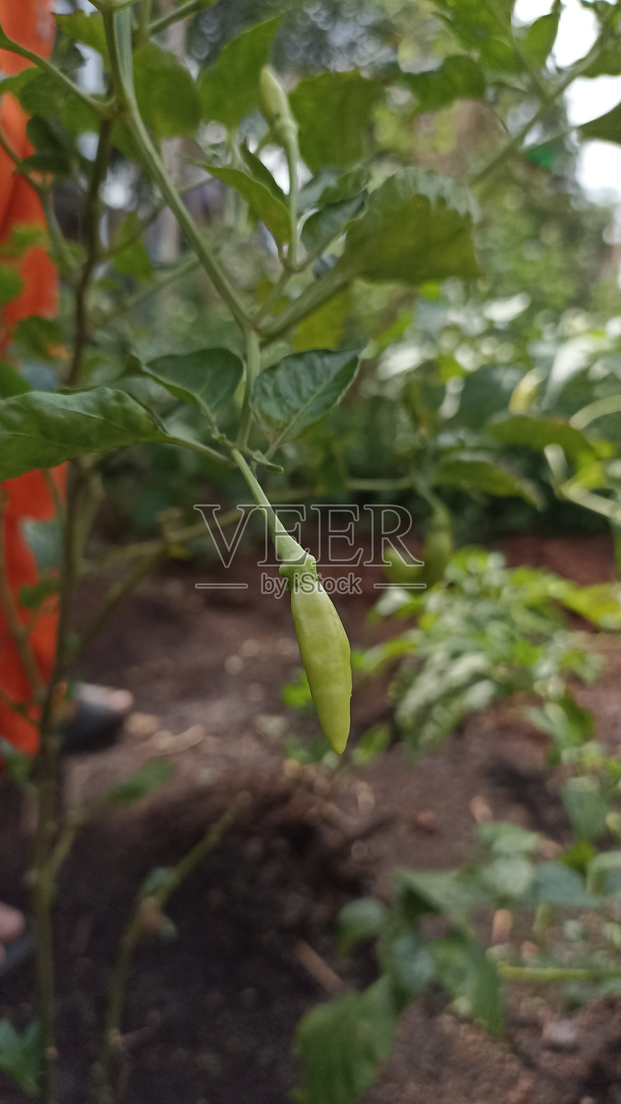 新鲜的辣椒准备被采摘和加工成烹饪材料照片摄影图片