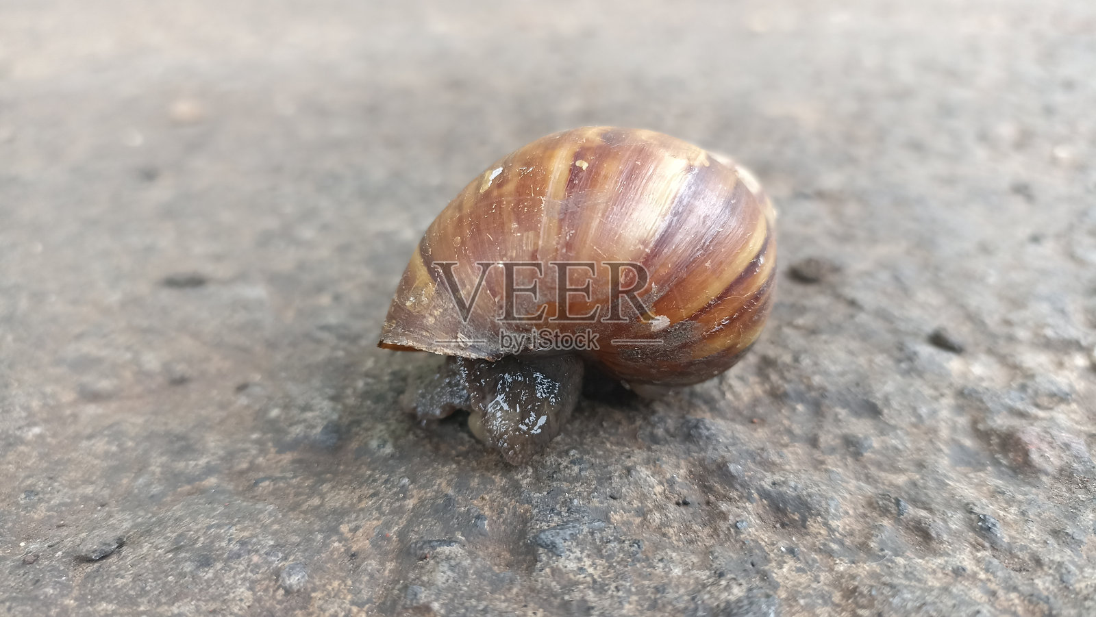 在房前自由自在地生活的野生蜗牛照片摄影图片