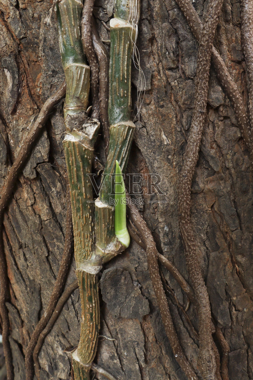 室内金钱植物的根在树上照片摄影图片