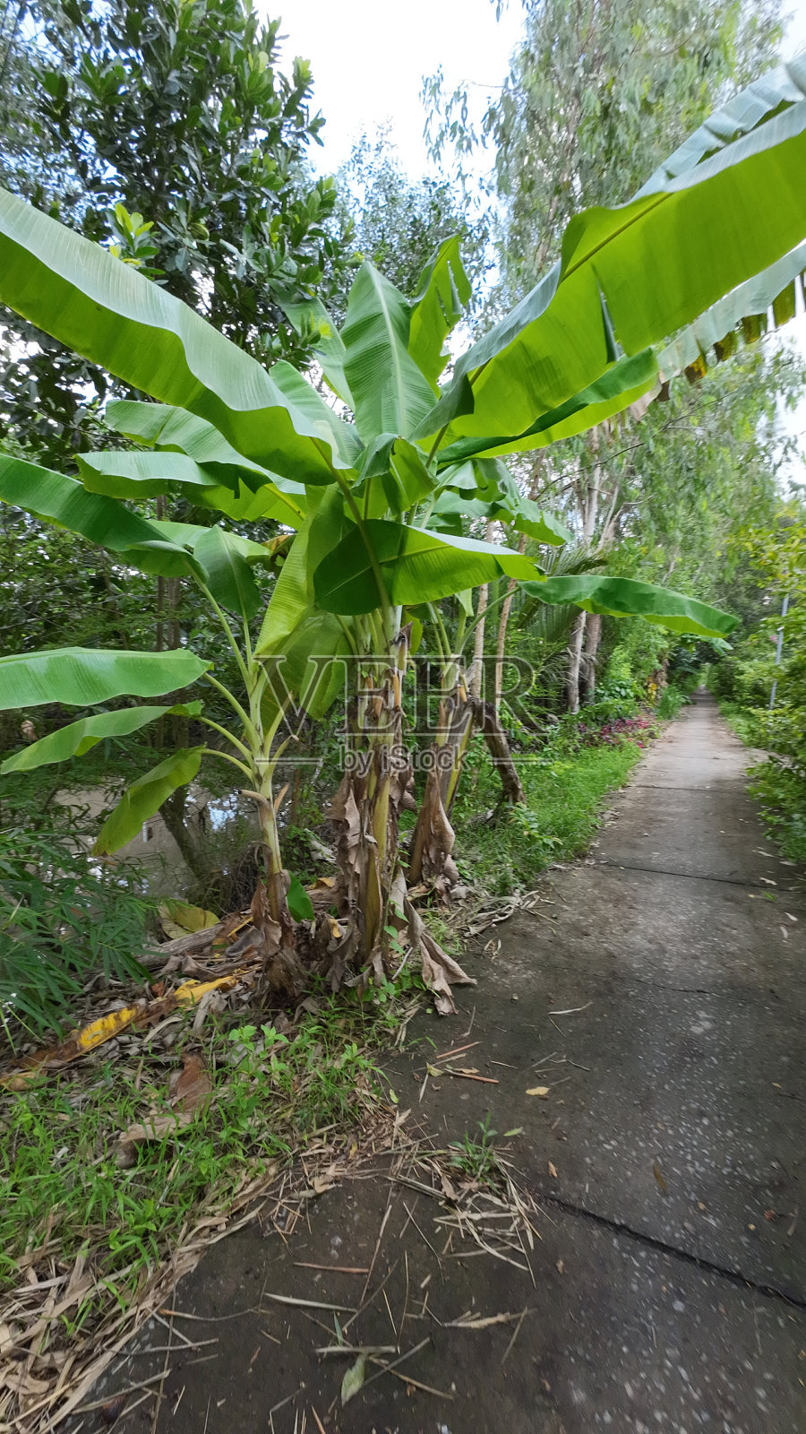 越南村庄的街道。越南湄公河三角洲的永隆镇照片摄影图片