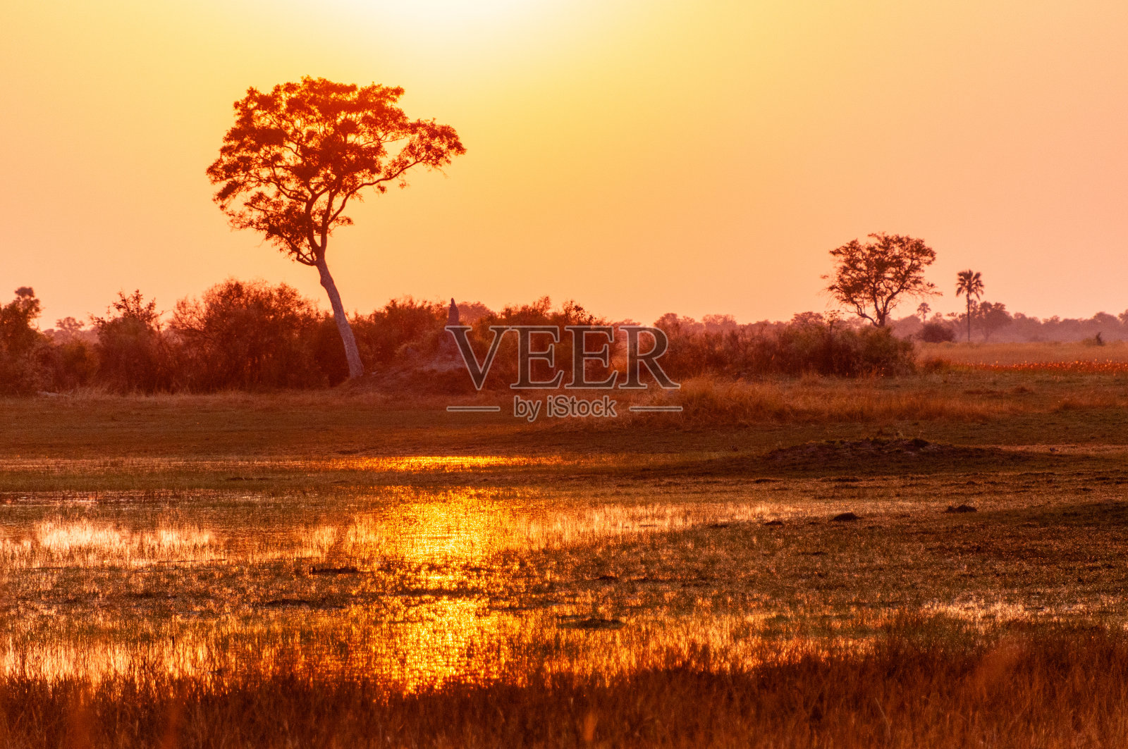 奥卡万戈三角洲的日落照片摄影图片