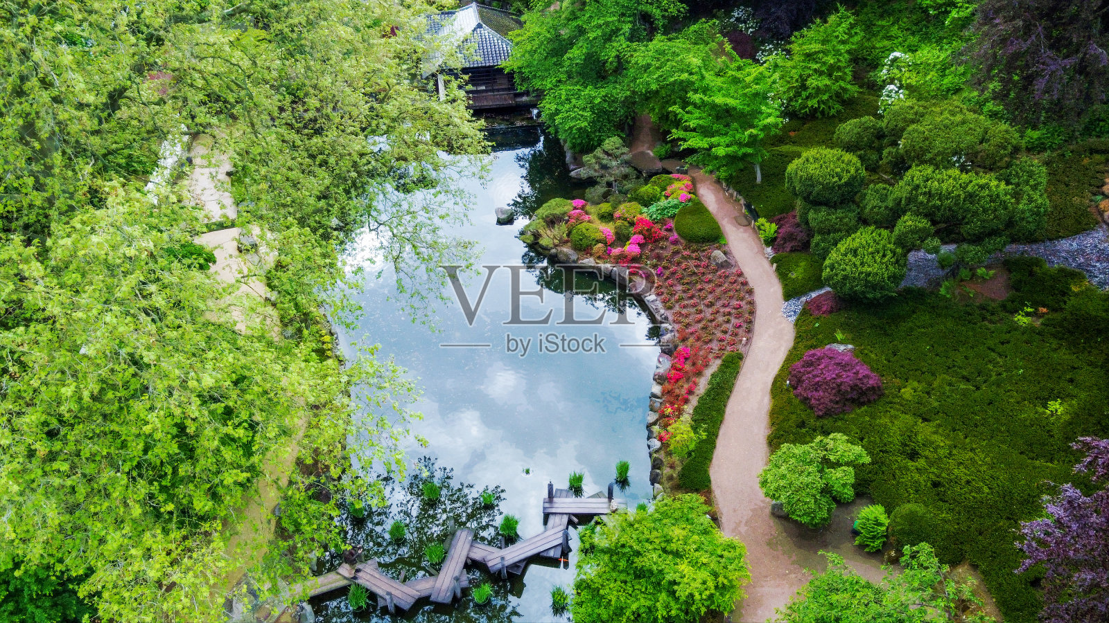 令人惊叹的鸟瞰图在曲折的木桥和盛开的自然(杜鹃花或杜鹃花)的日本花园在凯泽斯劳滕和红枫树。照片摄影图片