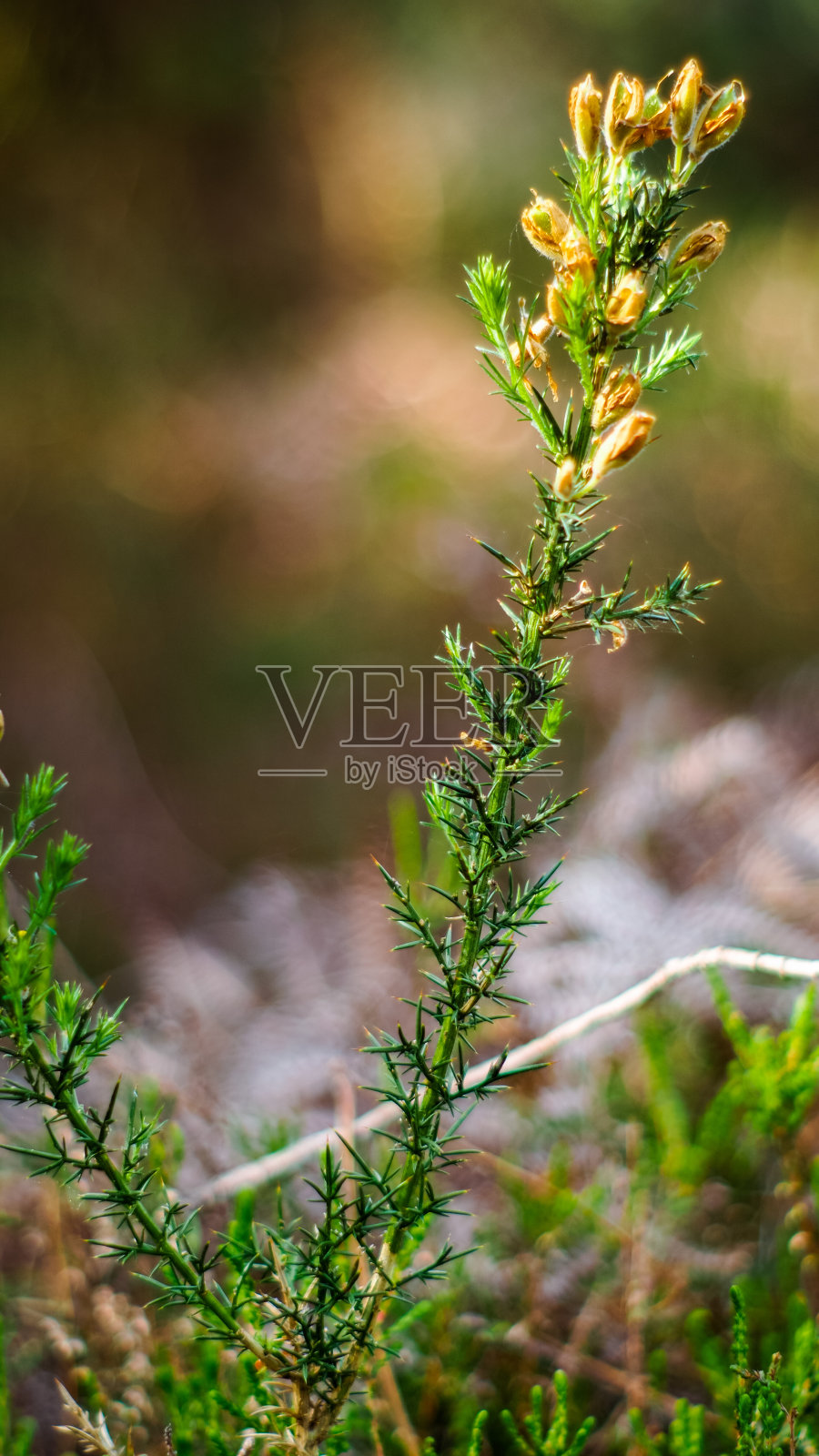 植被luxuriante照片摄影图片