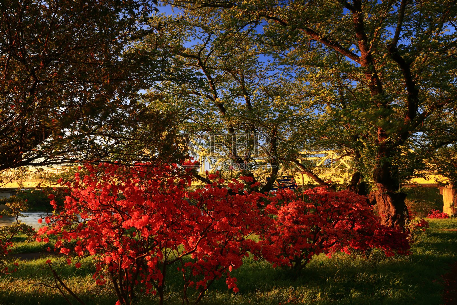 杜鹃花染在夕阳里照片摄影图片
