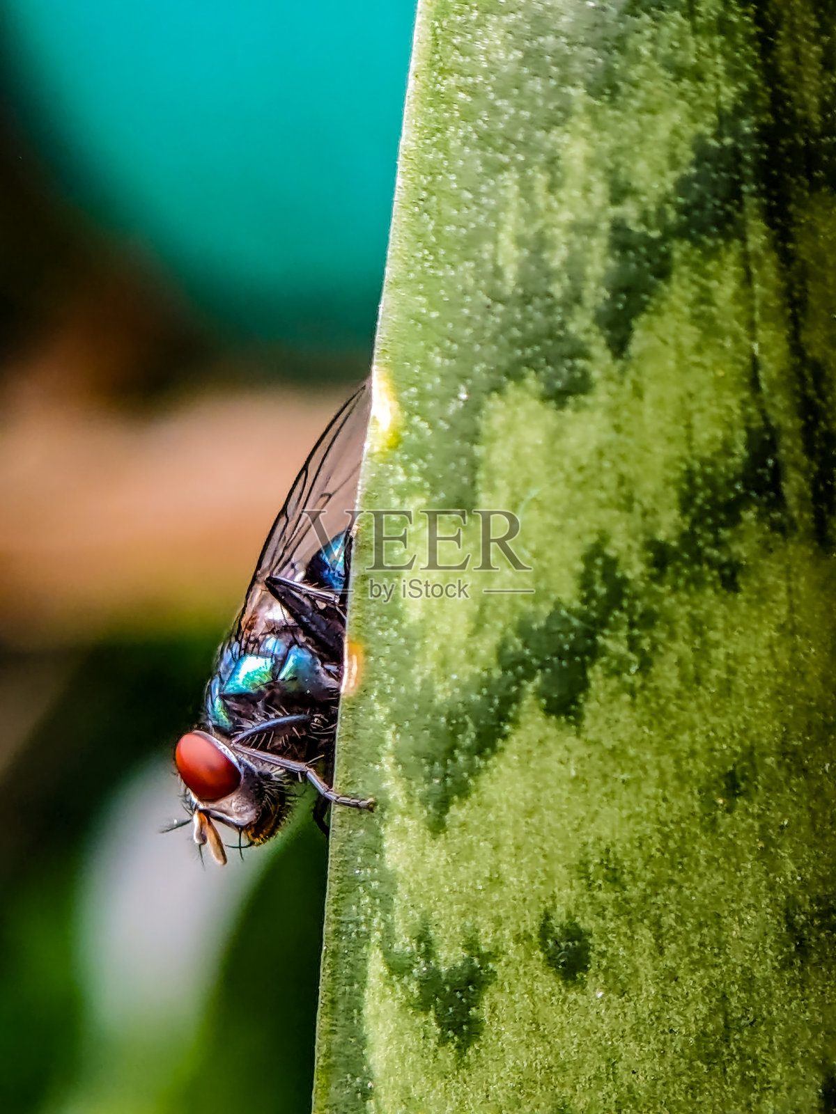绿色飞照片摄影图片