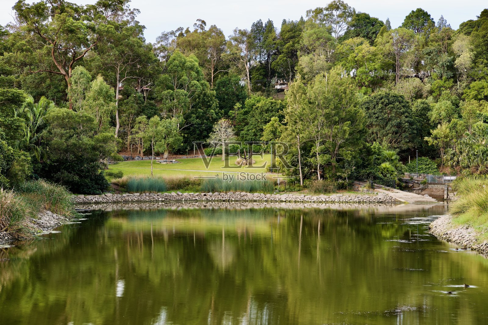 新潮,萨拉托加和海带绿,报春花黄,东泰勒山脉景观,昆士兰照片摄影图片