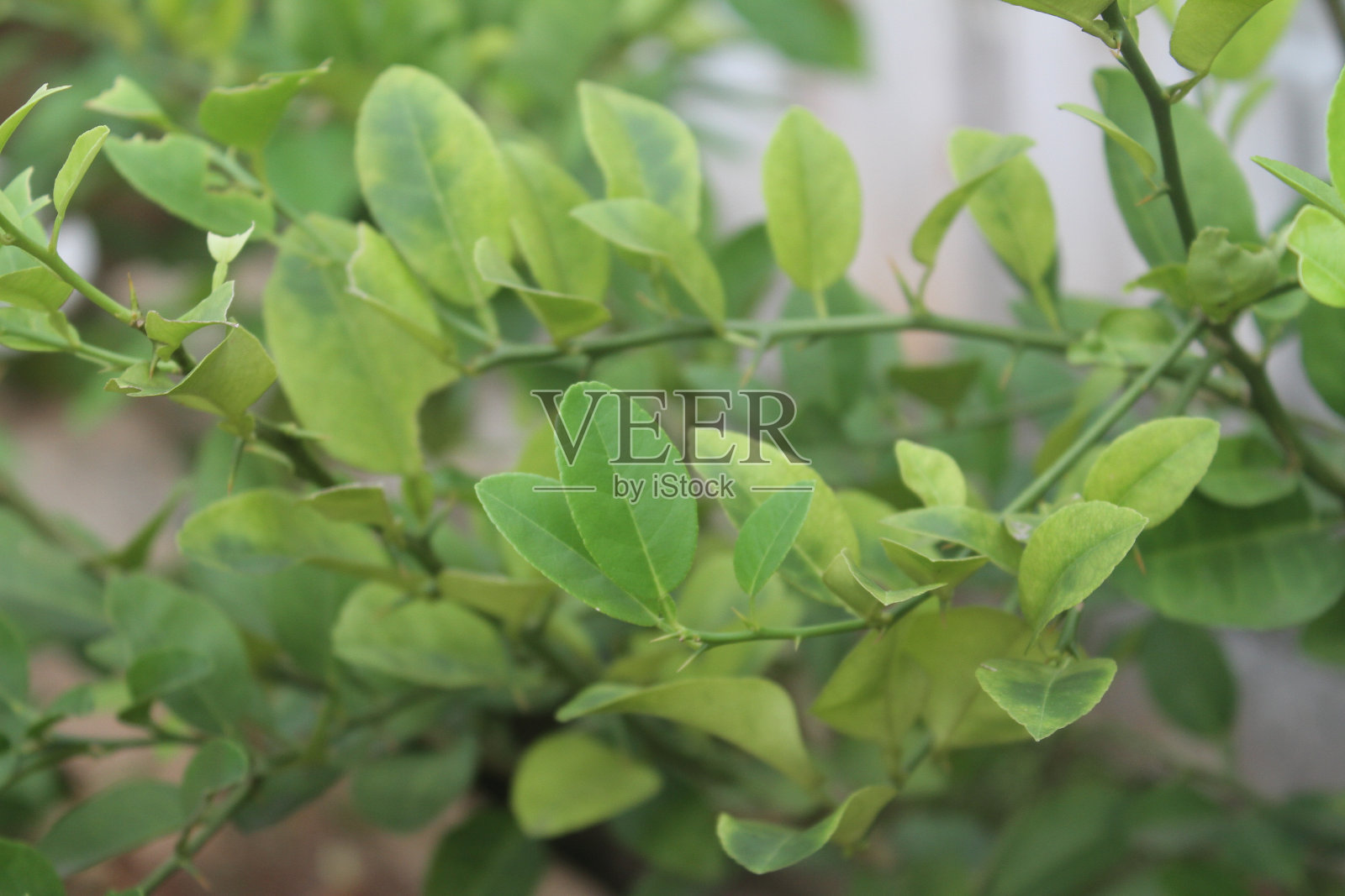 青柠是一种草本植物照片摄影图片