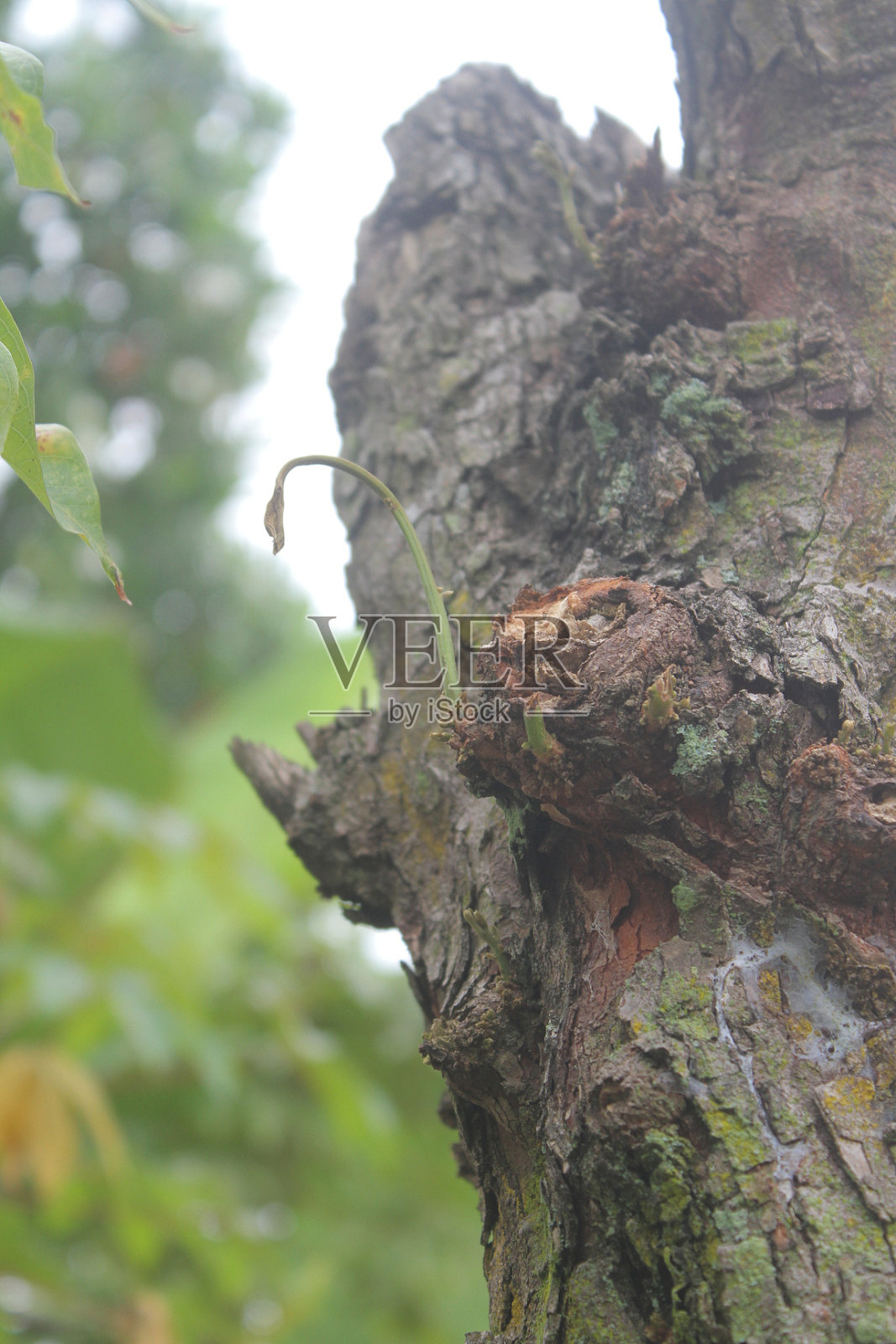 树上的树皮照片摄影图片