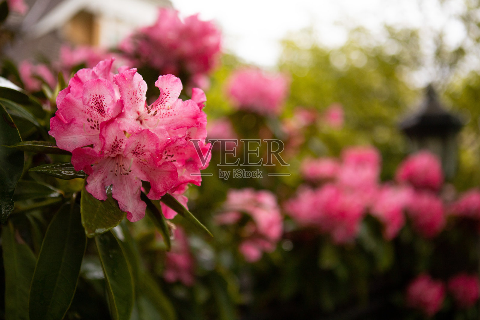 春天照片摄影图片