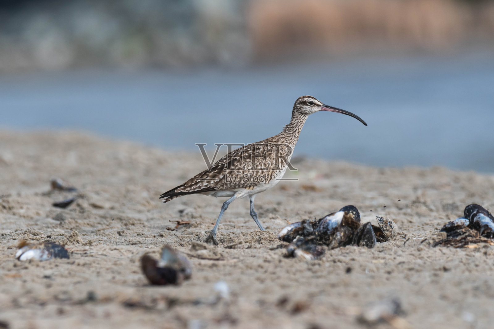 野外的鸟照片摄影图片