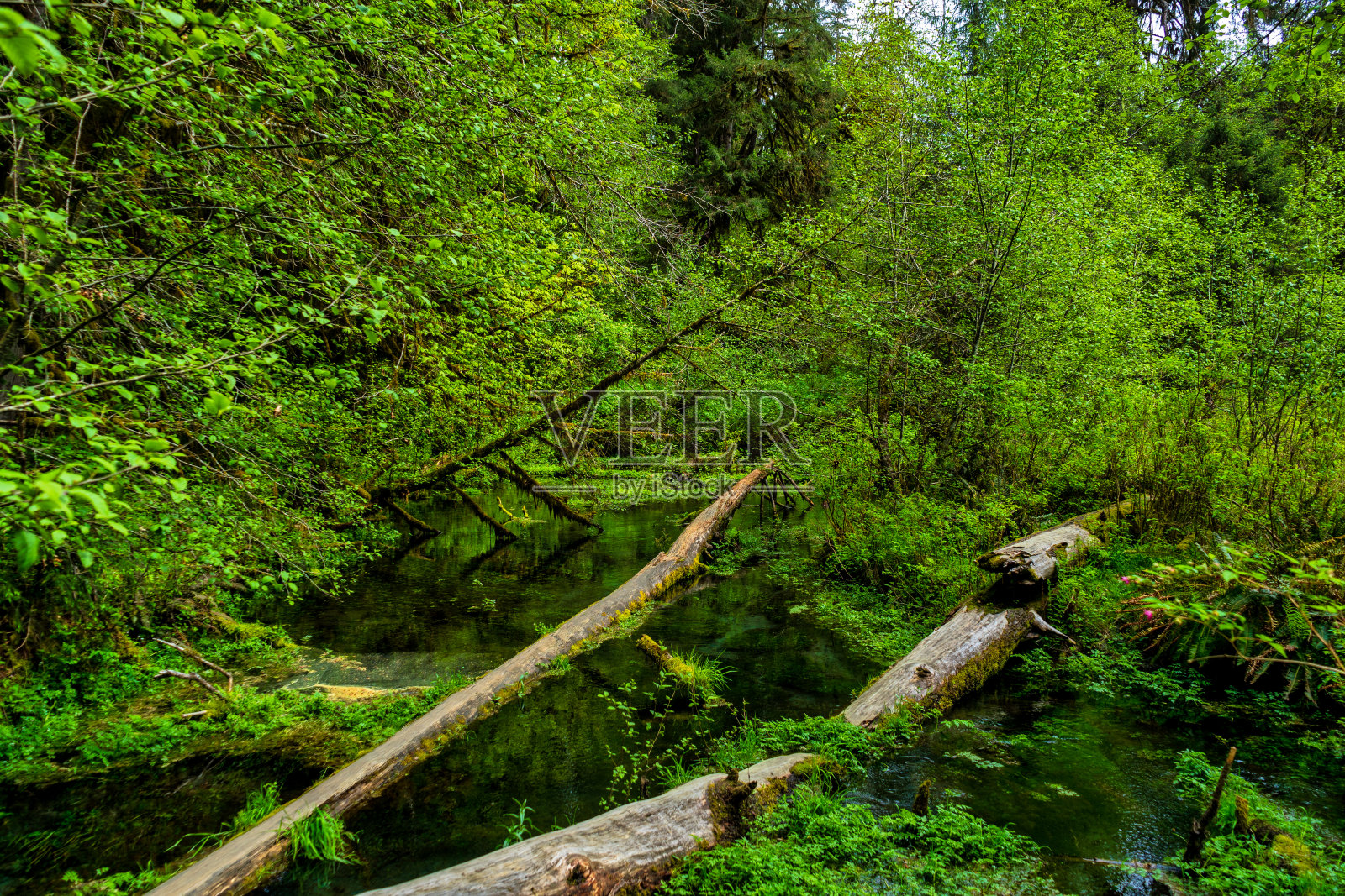 奥林匹克国家公园照片摄影图片
