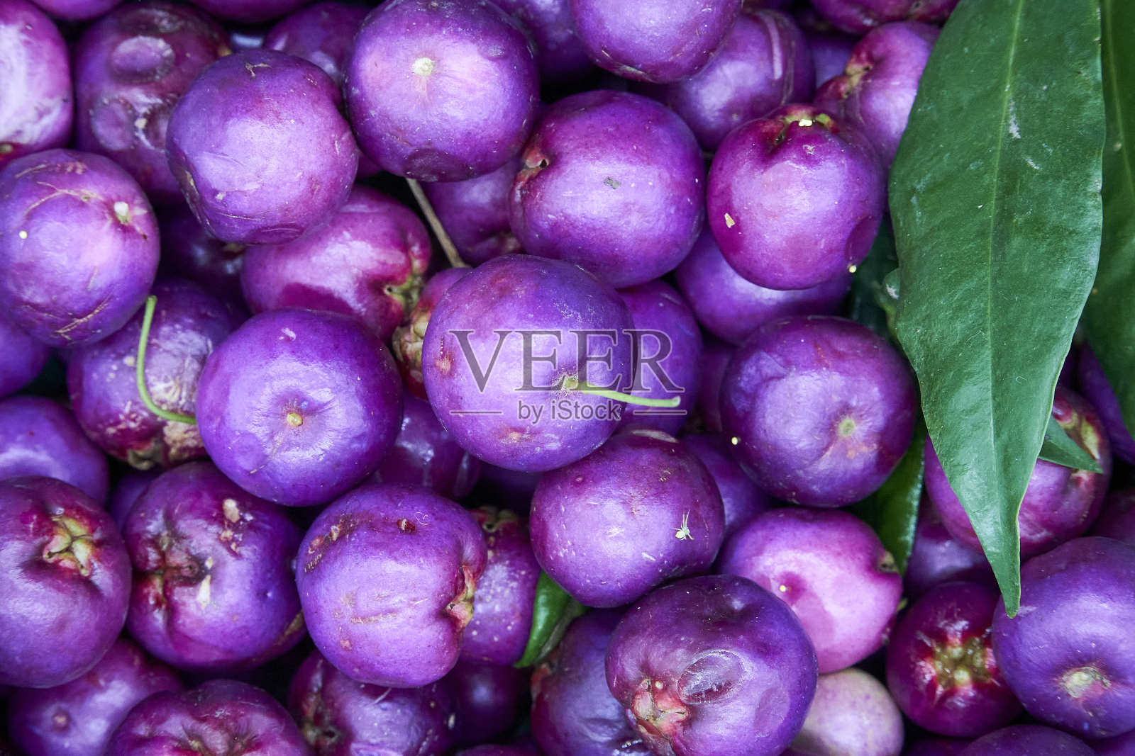 熟透的莉莉浆果的特写照片摄影图片