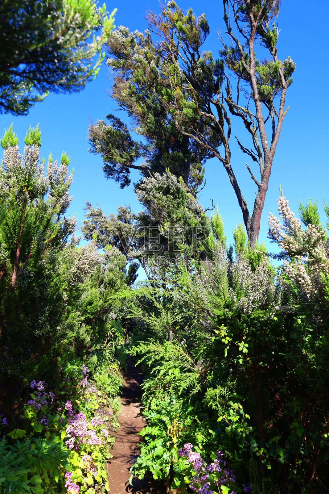 月桂森林是GR131徒步小径的一部分,穿过戈梅拉的加拉霍内国家公园照片摄影图片