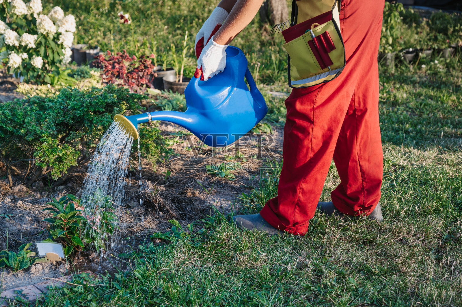 一位戴着手套、系着围裙的女园丁正在用喷壶给花坛里的花浇水。园艺和花卉栽培。花护理照片摄影图片