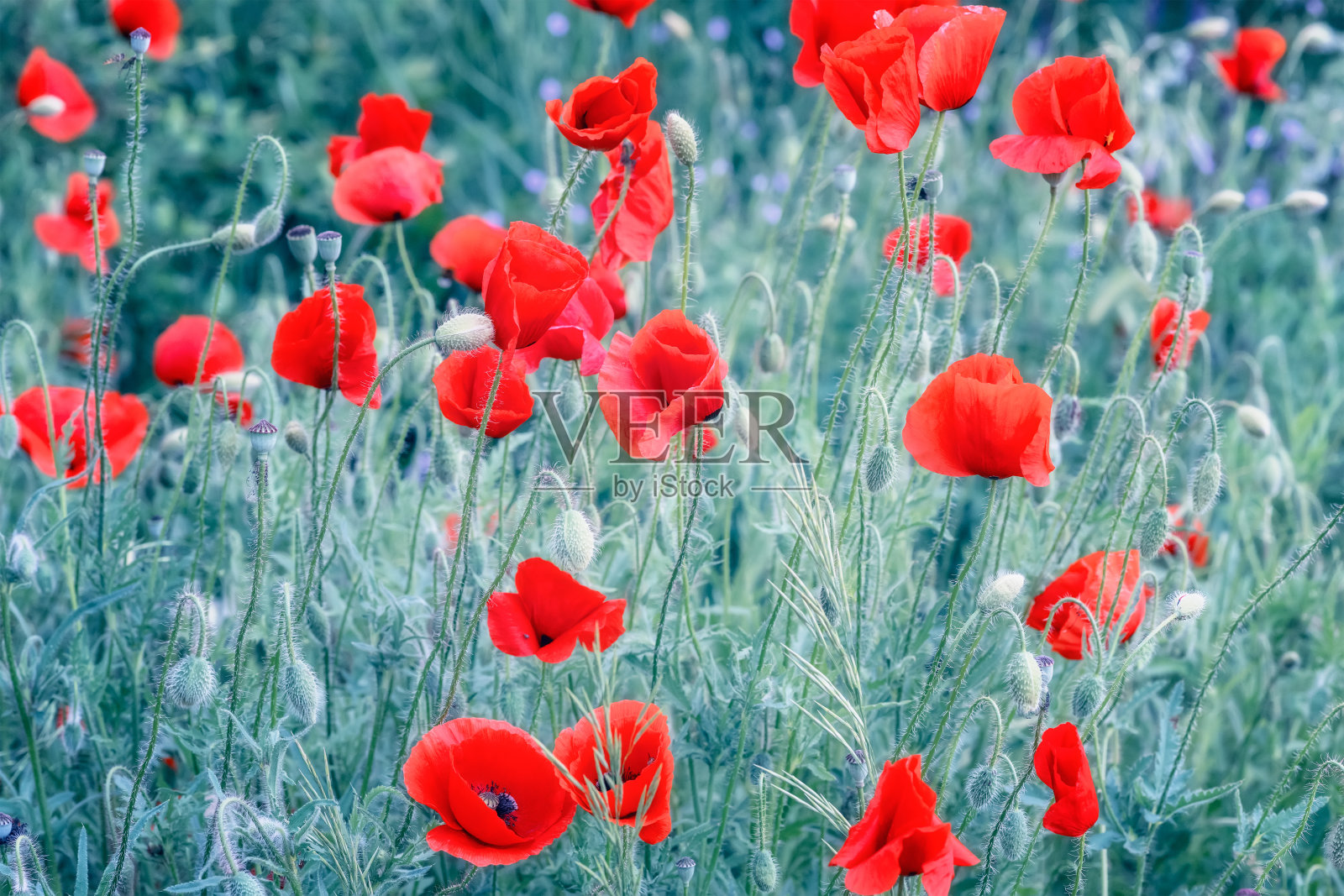 罂粟田特写照片摄影图片